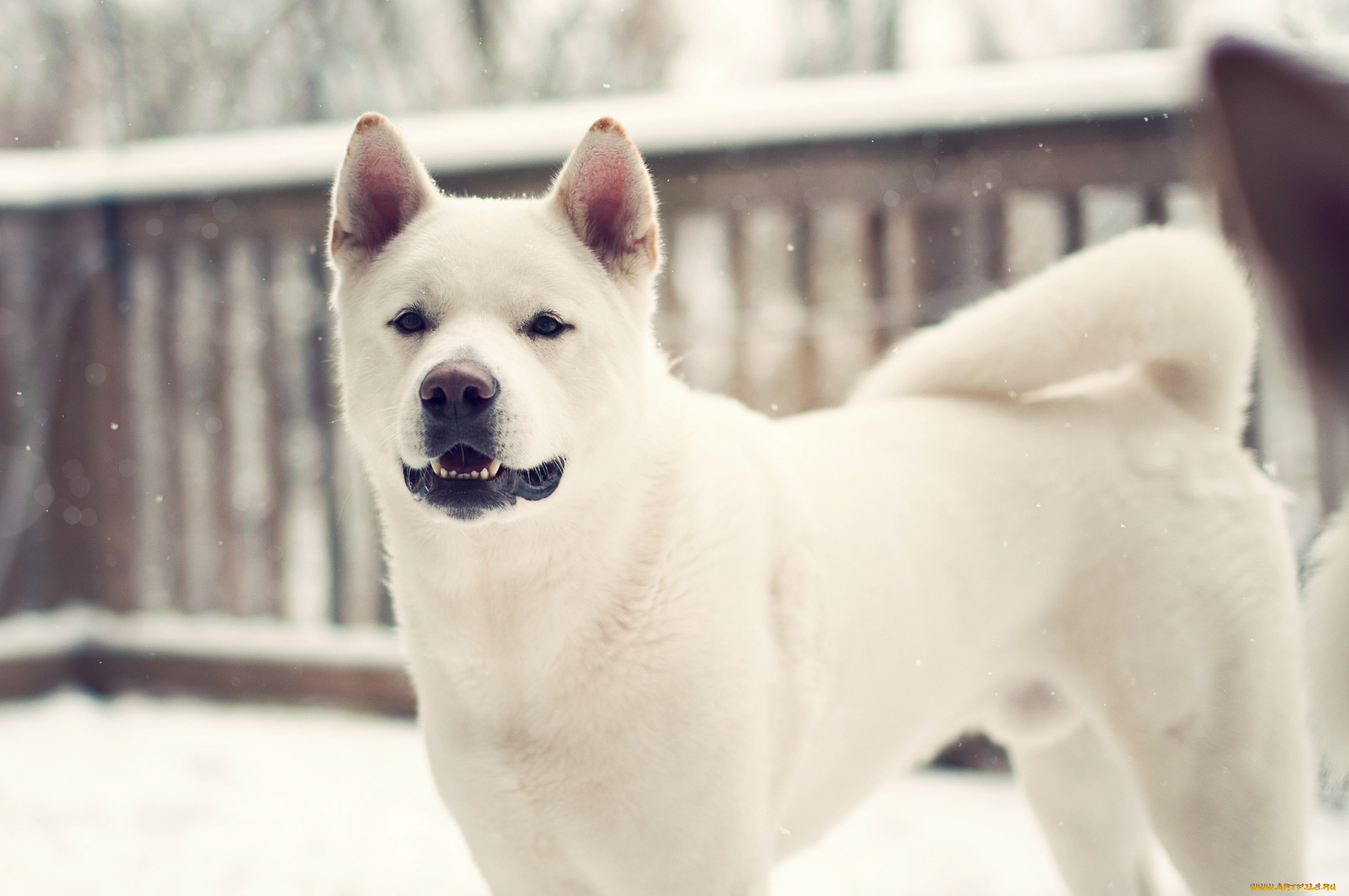 , , , , dog